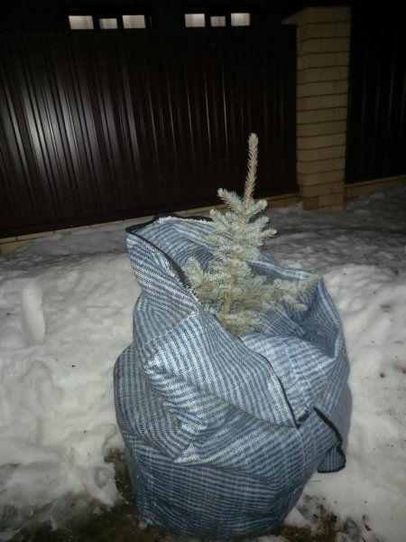 В Чувашии сотрудники Госавтоинспекции задержали жителя Шумерли, незаконно спилившего голубую ель